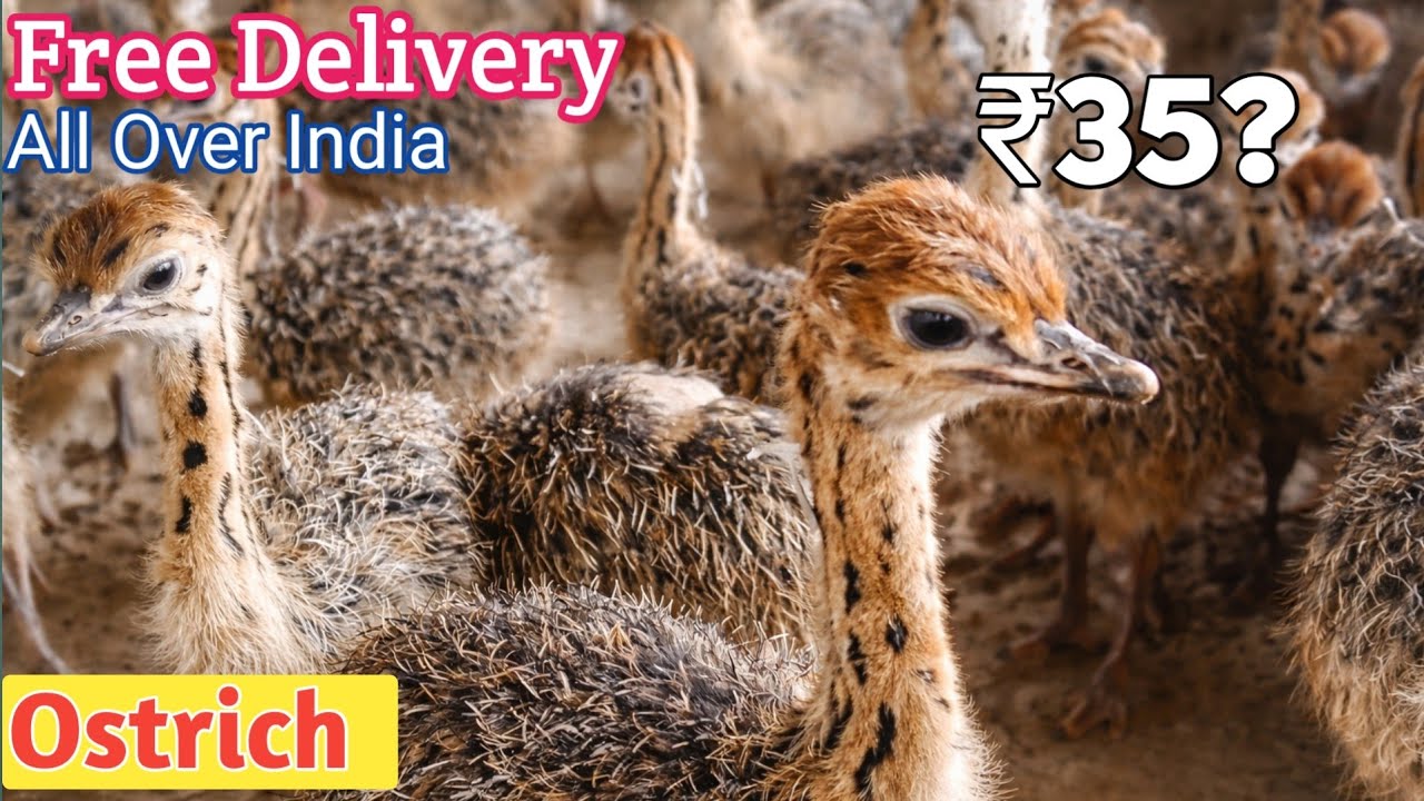 Ostrich Chicks Rate India! How To Order Online_WhatsApp +91-89213 76740 