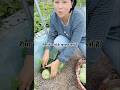 आखिर रीमा के फार्म के खरबूज कैसे हैं।। #shorts #youtubeshorts #fruit #melon #farming #farm