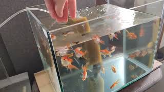 Oranda Japon Balığı Yavrularına Boylandırma Yapıyorum