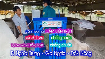 Cân Điện Tử cân heo nái JWI-520 500kg cảm biến trên - giao trại a/c Đẳng Tuyết ở Gia Nghĩa Đăk Nông