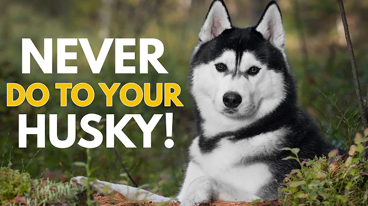 5 Things You Must Never Do to Your Siberian Husky - DayDayNews