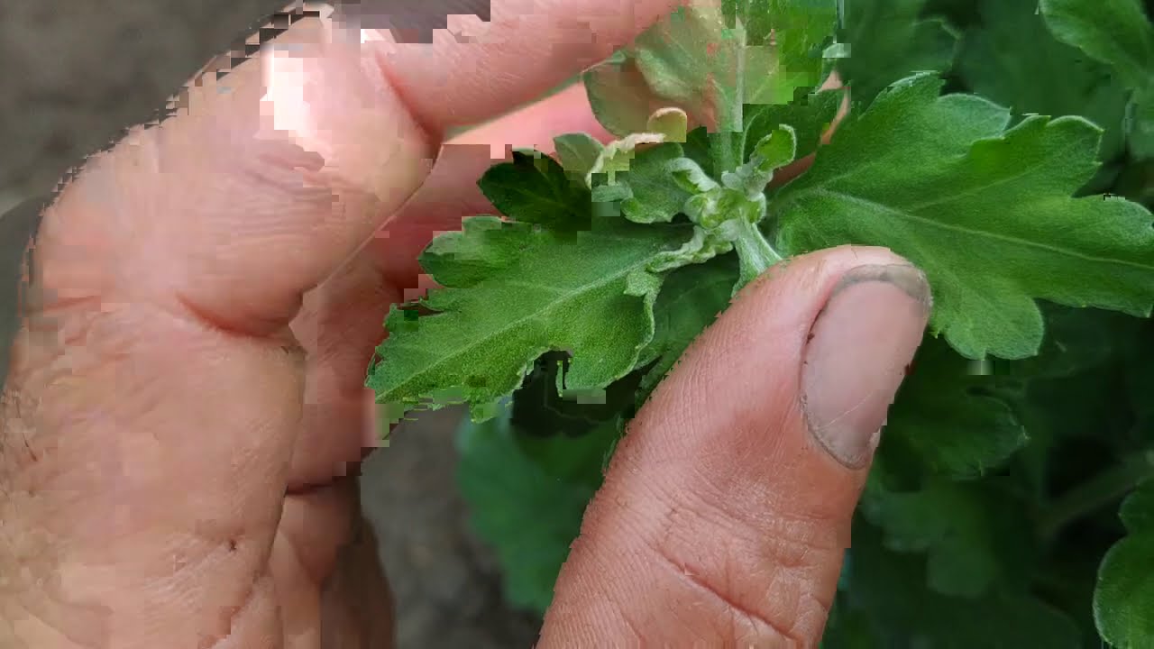 hoa cúc và thời điểm hoa làm nụ