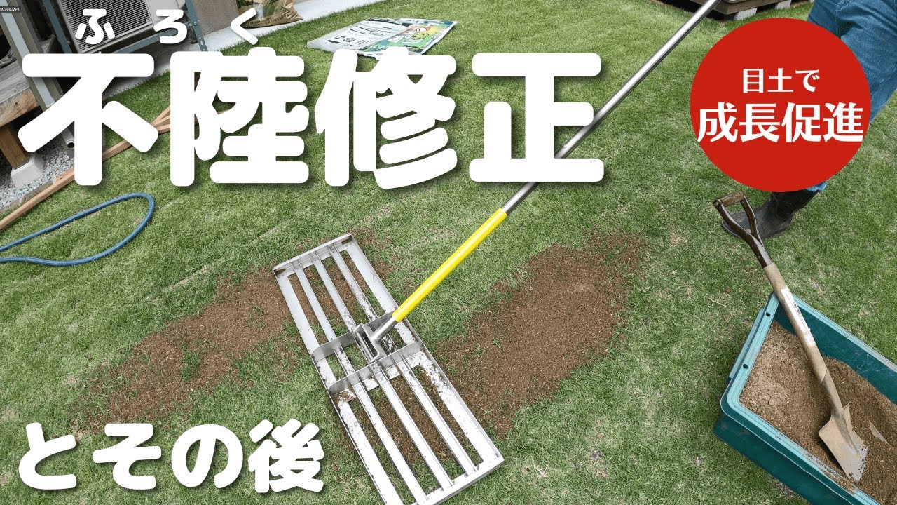 芝生の目土で不陸修正・成長促進！レベリングレーキででこぼこを直して綺麗な芝生にするお手入れ。【芝生VLOG】