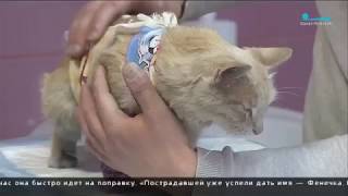 Охранник вуза под Петербургом избил беременную кошку, убив котят