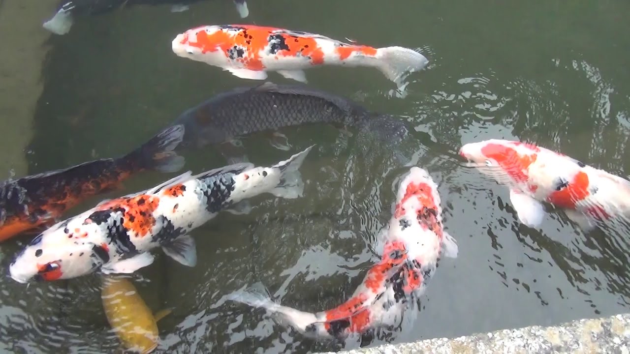 清らかな水と優雅に泳ぐ鯉／Japanese Koi Fish in the Canal - YouTube