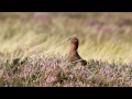 Red Grouse of the Yorkshire Moors