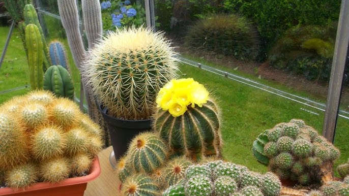 U mushukiga kaktus tiqdi (video onlayn) U mushukiga kaktus tiqdi (video onlayn)