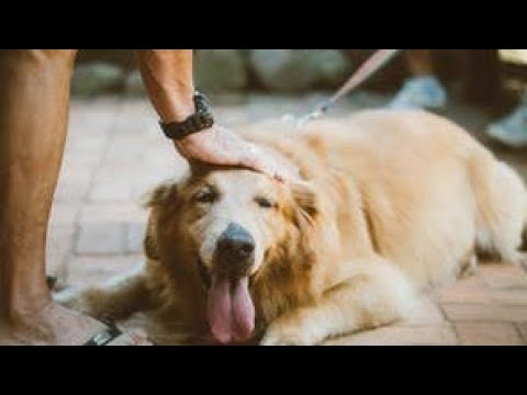 لماذا تنبح الكلاب على بعض الأشخاص وتتجاهل غيرهم تعرف على السبب