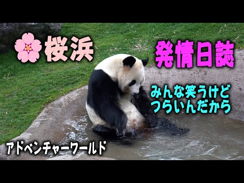 発情期桜浜の場合楓浜とは少し違う】アドベンチャーワールド桜浜の発情