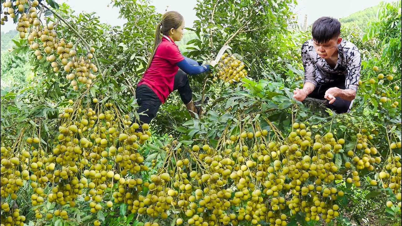 Harvesting +100kg Longan For Sale | How to dry 1000 longan fruits using ancient method | Lý Thị Hoa