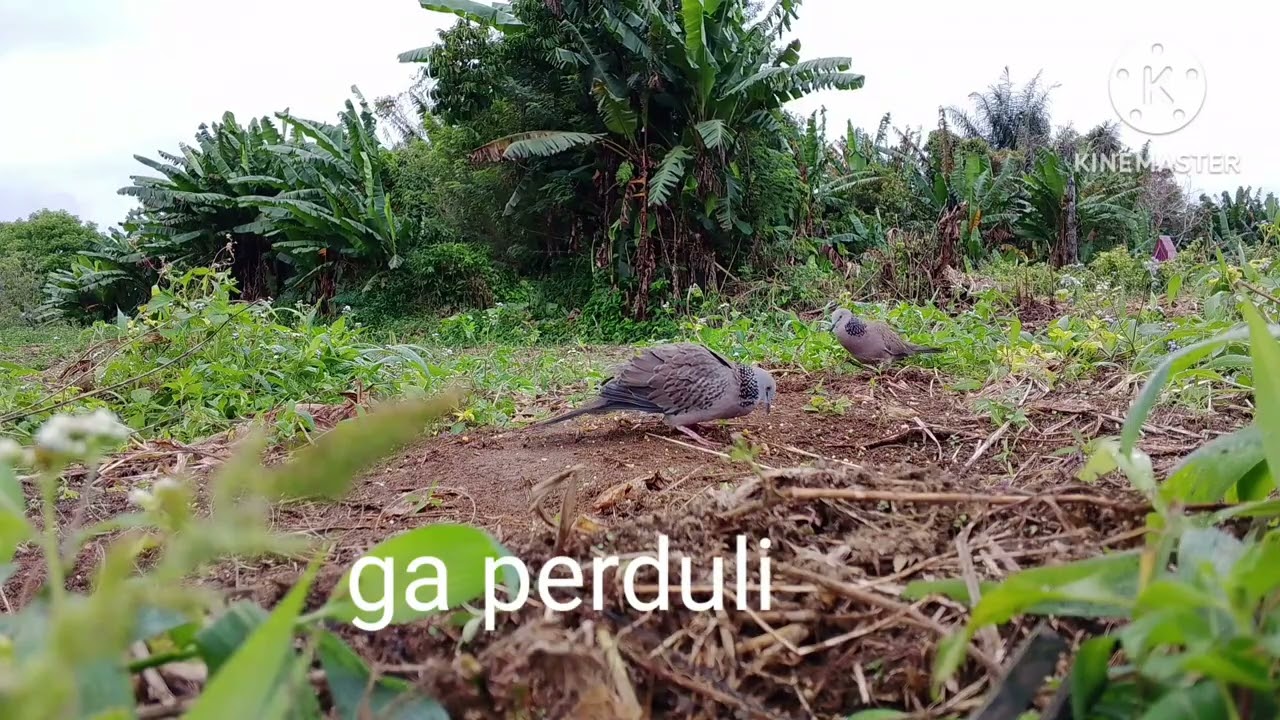 Bl Meratus menguku,berlari sambil menguku mengejar pikat