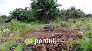 Bl Meratus menguku,berlari sambil menguku mengejar pikat