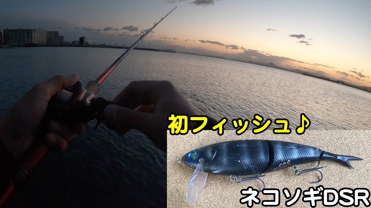 Big bait] First fish with Nekosogi DSR! A brief explanation of how