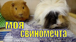 Сепия дешево/ О чем я мечтаю /Морские свинки Сепия дешево/ О чем я мечтаю /Морские свинки