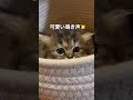 【可愛すぎる】子猫の鳴き声が可愛すぎる　#cat #kitten #ミヌエット #ミヌエット子猫 #鳴き声 #猫の鳴き声 #猫好きな人と繋がりたい #fyp