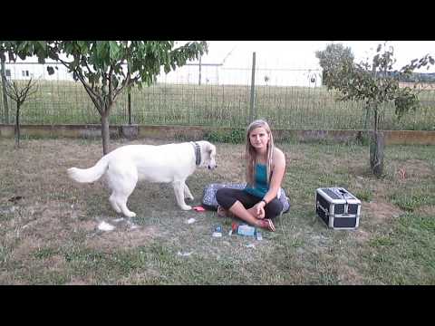 Video: Plemeno Psa Zlatého Retrívra Hypoalergenní, Zdraví A životnost
