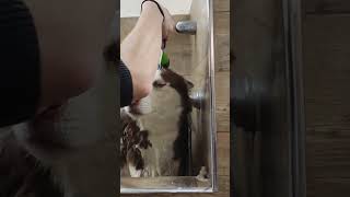 grooming husky