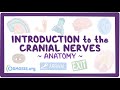 Cranial Nerves Quiz