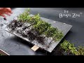 Planting a thuja forest from seeds and updates the bonsai zone may 2024