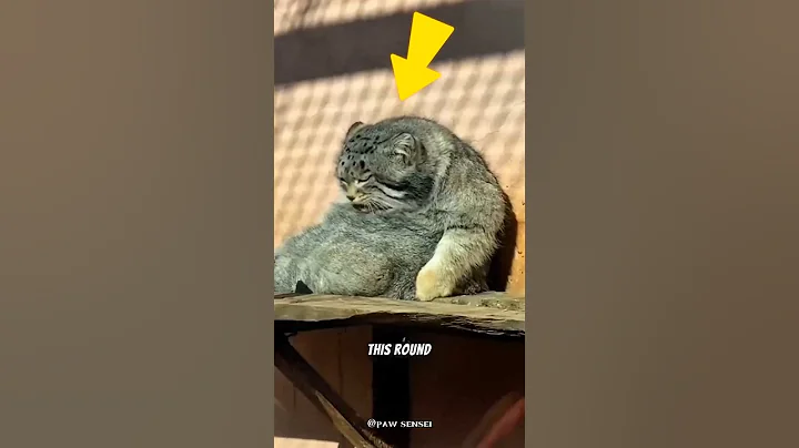 Video 8835031: manul cat cute, fluffy manul, manul animal, cute cat wildlife