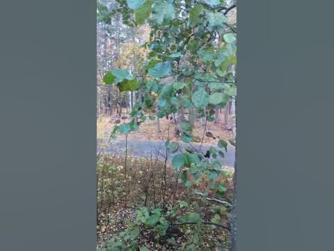 дож - YouTube