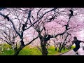 桜舞い散るこの季節。ヘルニアよ、お前も桜のように散ってみないかvlog「ヘルニア陸上100m選手」