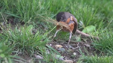 Resilient Robin gathering nesting material without right secondary feathers and breast fathers