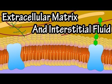 Video: Care este matricea extracelulară a sângelui?