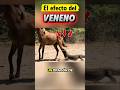 El efecto del veneno del Komodo en su presa 🧪