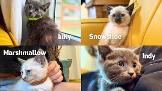 The Cute Rescue Kittens that need a forever home to blossom in!