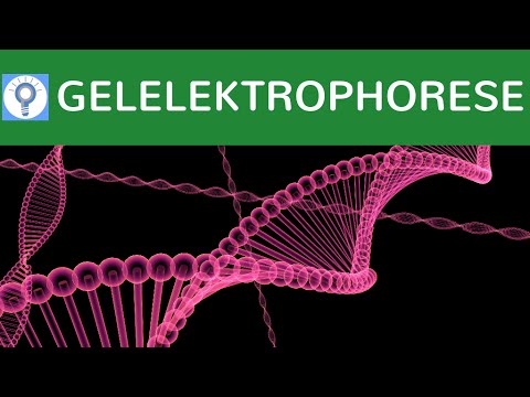 Video: Wie lädt man Gelelektrophorese?