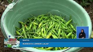 Budidaya Lombok Lalap