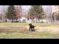 Zana (Cane Corso) and Balu (Bullmastiff) playing