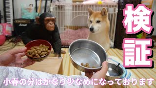 柴犬小春　【検証】自分のご飯が少ないと、隣の山盛りご飯を奪う