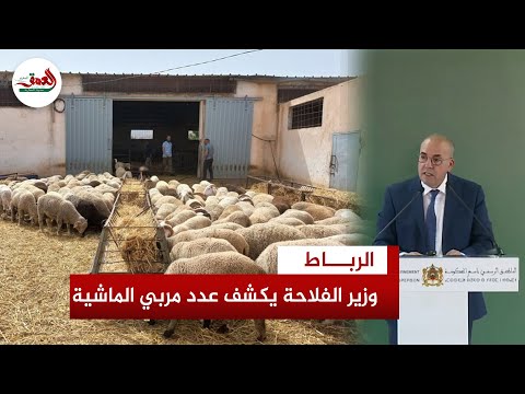 وزير الفلاحة يكشف عدد مربي الماشية بالمغرب يؤكد القطيع انتعش بفضل تعليق النحر