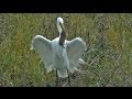 Amazing Egret Struggles to Swallow Big Gopher