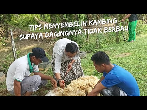 Video: Bagaimana Cara Memotong Domba?