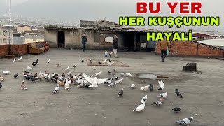MARDİNLİ TEKSTİLCİ BEŞİR ABİ YILLAR SONRA TEKRAR KUŞÇULUĞA BAŞLARSA