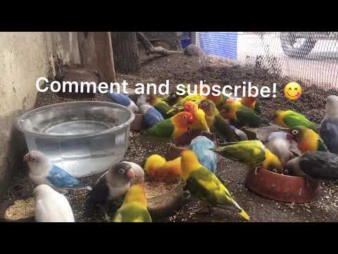 ვიდეო: როგორ ვუთხრა მამრობითი Lovebird Parrot ქალი