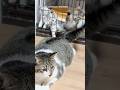 しっぽであやす！ベビーシッター猫