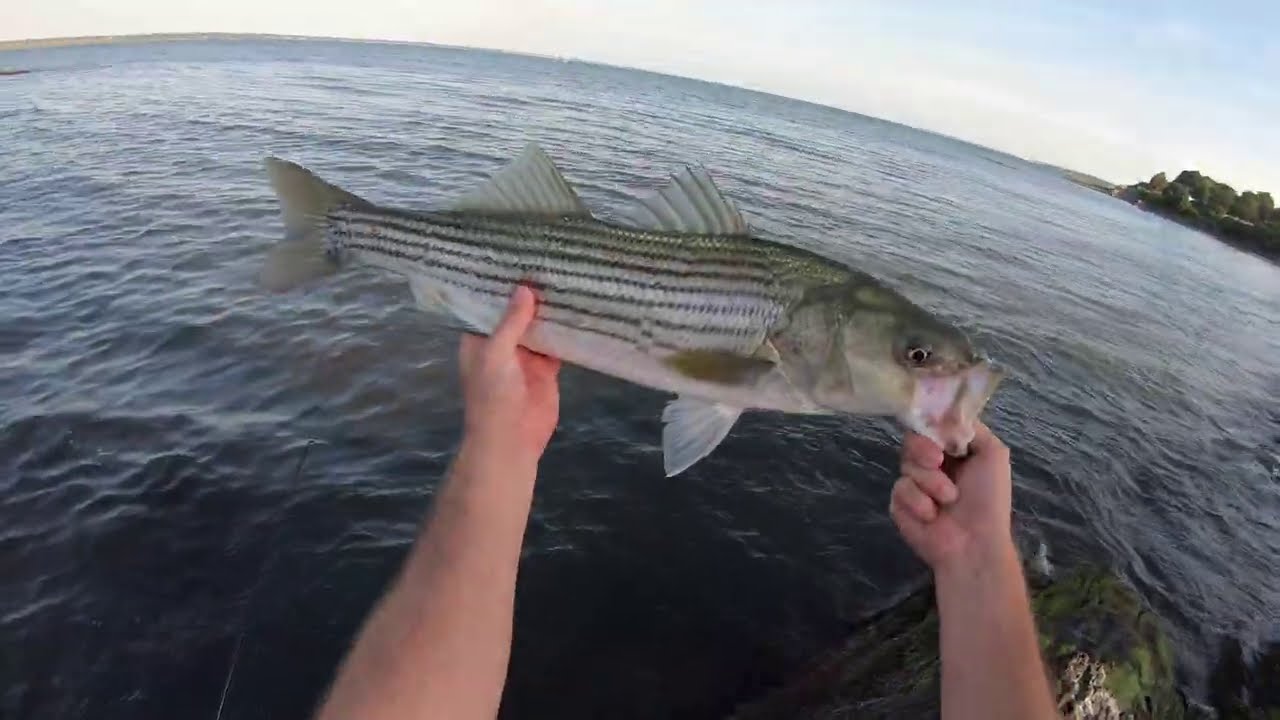 Shore Fishing Rhode Island During Another CRAZY Striper Blitz! YouTube