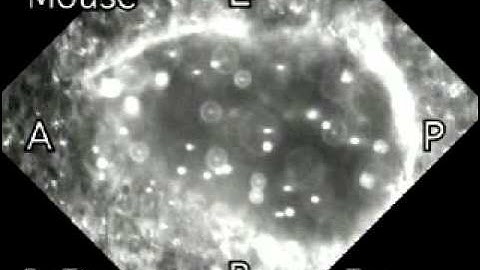 Fluid Dynamic Mechanism Responsible for Breaking the Left-Right Symmetry: Supplemental Video 4