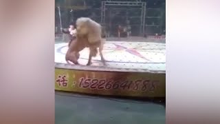 Estremecedor Video Muestra El Ataque De León Y Tigre A Un Caballo En Un Circo De China.