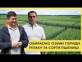 Ефективні технології для озимого ріпаку та пшениці | Демо-поля «ДСВ-Україна» та «Ерідон»