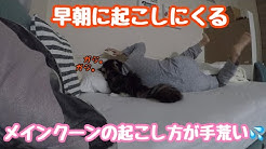 たぬきしっぽの猫 Youtube たぬきしっぽの猫 Youtube