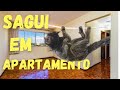 Sagui em Apartamento