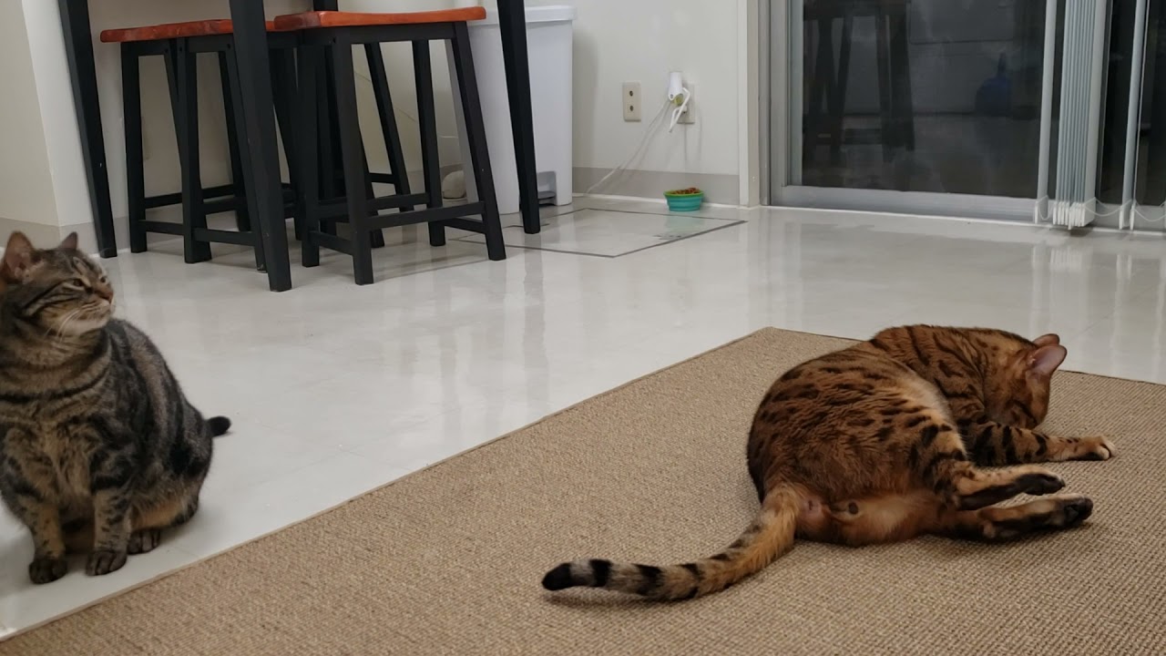 Living with a Bengal cat