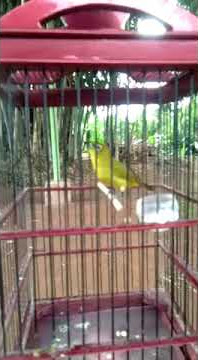 Bahan rospek pleci dakun ciremai