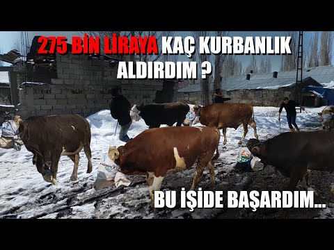 İLK HAYVAN SATIŞINA ARACI OLDUM !!! HAYIRLI OLSUN | 275 BİN TL YE KAÇ HAYVAN ALINDI ?