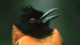 Masteran Kicau Burung Pitohui